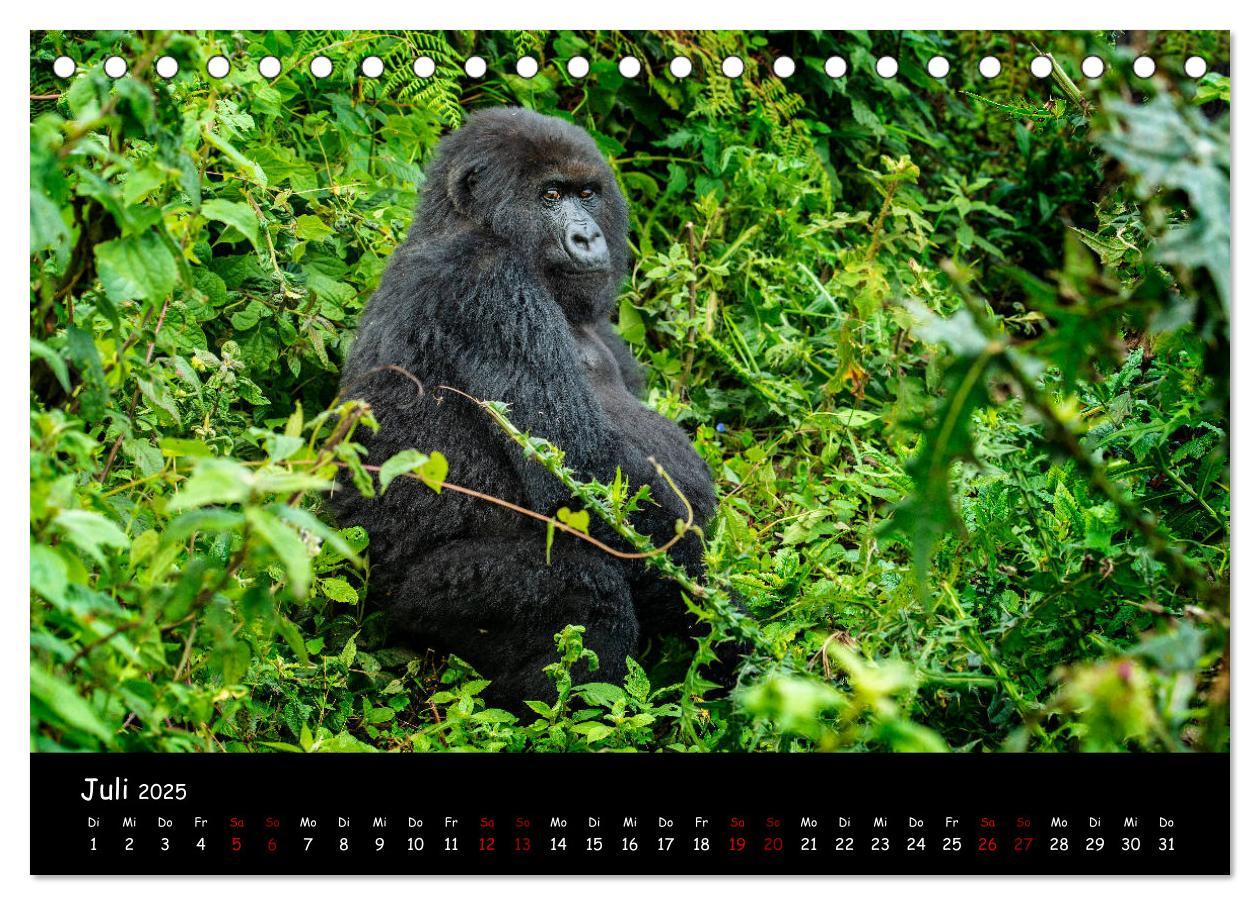 Bild: 9783435118700 | Berggorillas: die bedrohten Riesen (Tischkalender 2025 DIN A5...