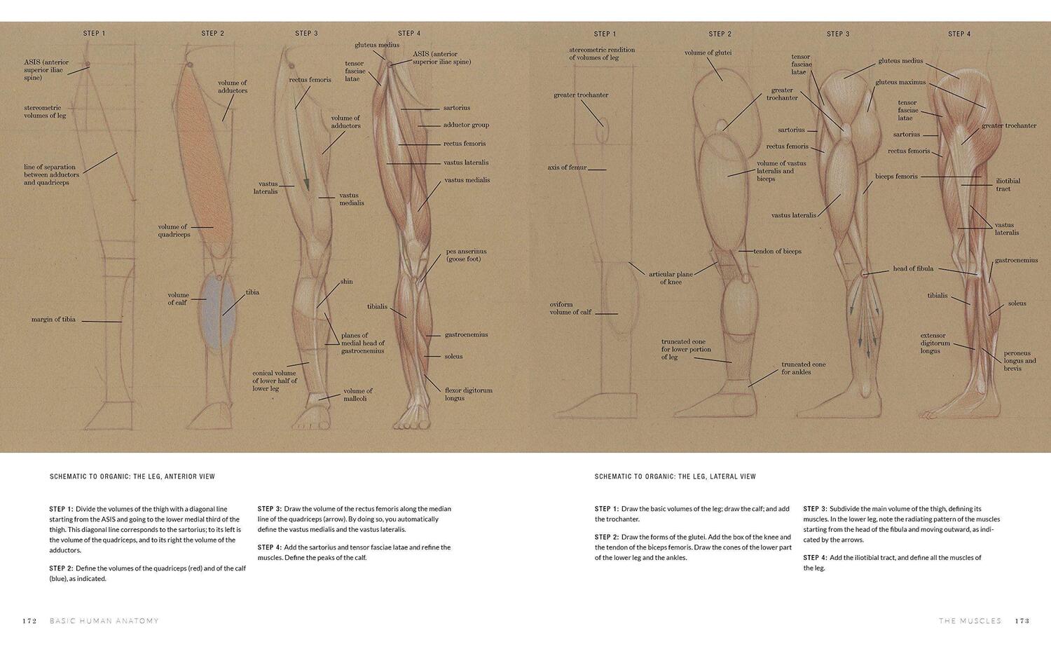 Bild: 9781580934381 | Basic Human Anatomy | An Essential Visual Guide for Artists | Osti