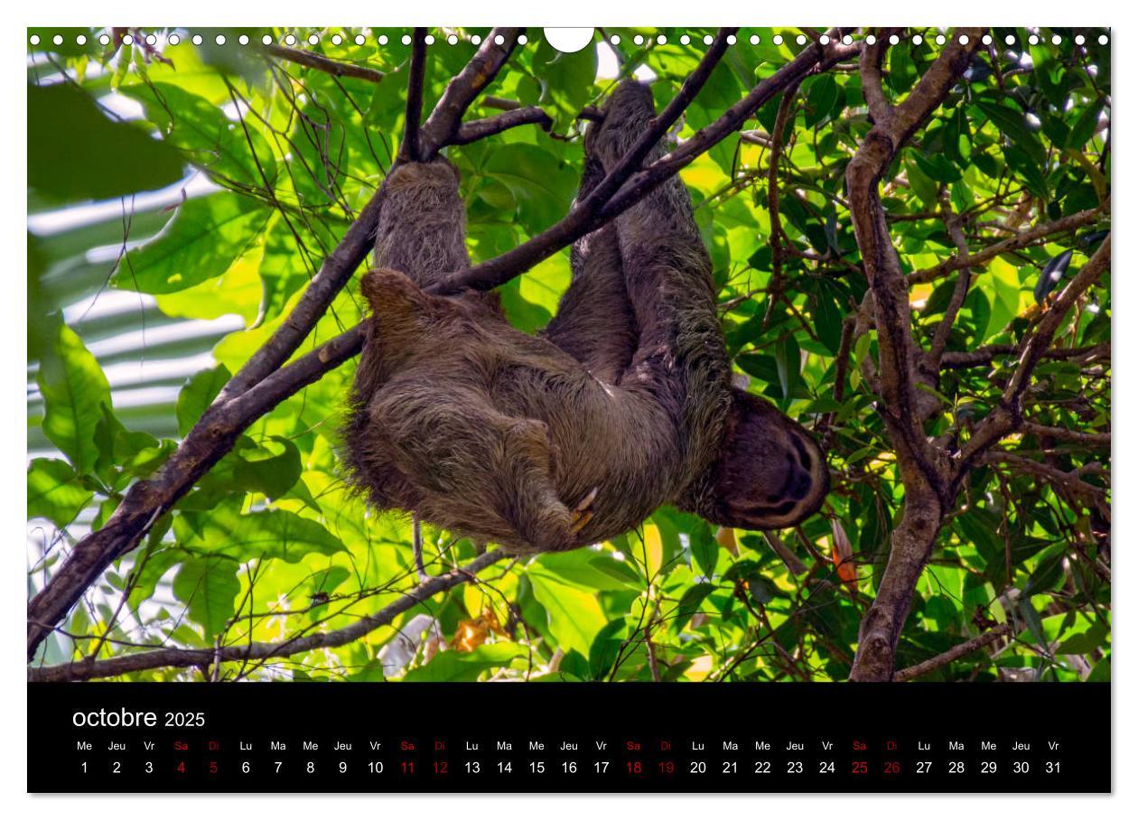 Bild: 9781325937059 | Costa Rica Paradis de la Biodiversité (Calendrier mural 2025 DIN A3...