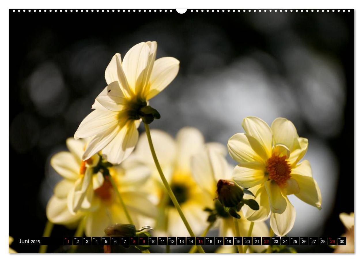 Bild: 9783435663316 | Dahlia - Dahlien (Wandkalender 2025 DIN A2 quer), CALVENDO...