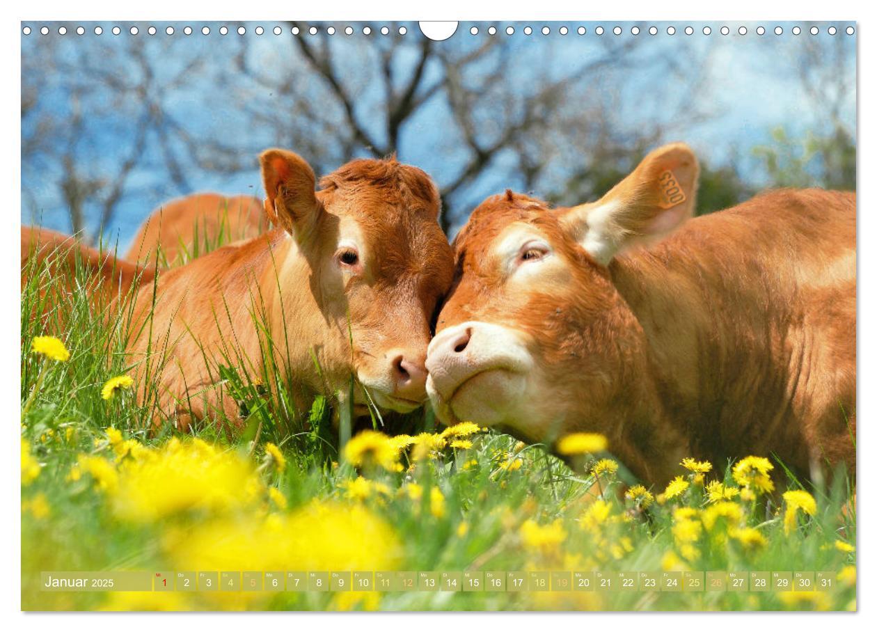 Bild: 9783457197837 | Kuh-Idylle: Suchen Sie die Ruhe in der Natur? (Wandkalender 2025...