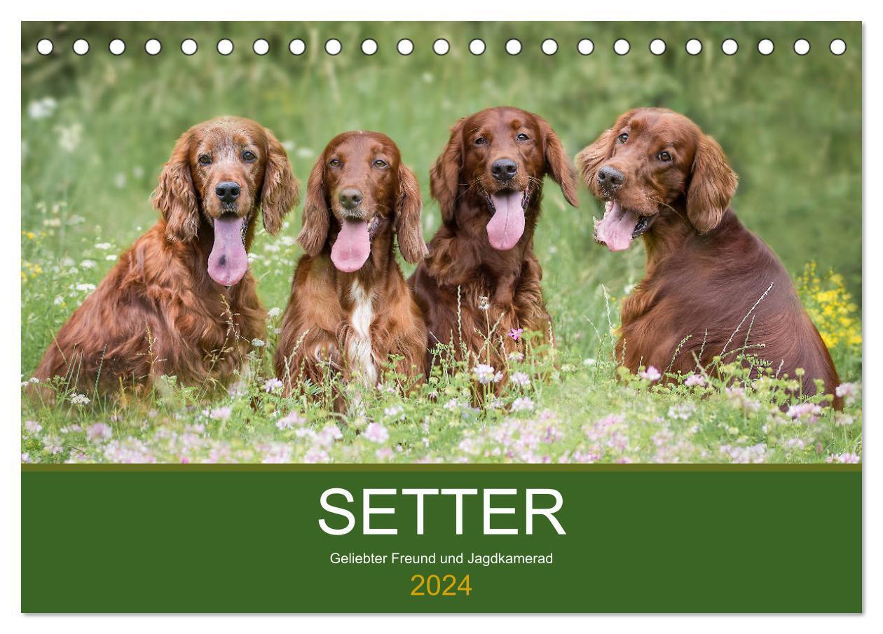 Cover: 9783675562929 | Setter - Geliebter Freund und Jagdkamerad (Tischkalender 2024 DIN...