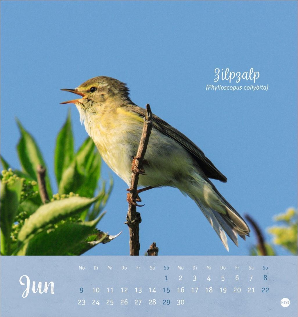 Bild: 9783756407125 | Vögel in unseren Gärten Postkartenkalender 2025 | Heye | Kalender