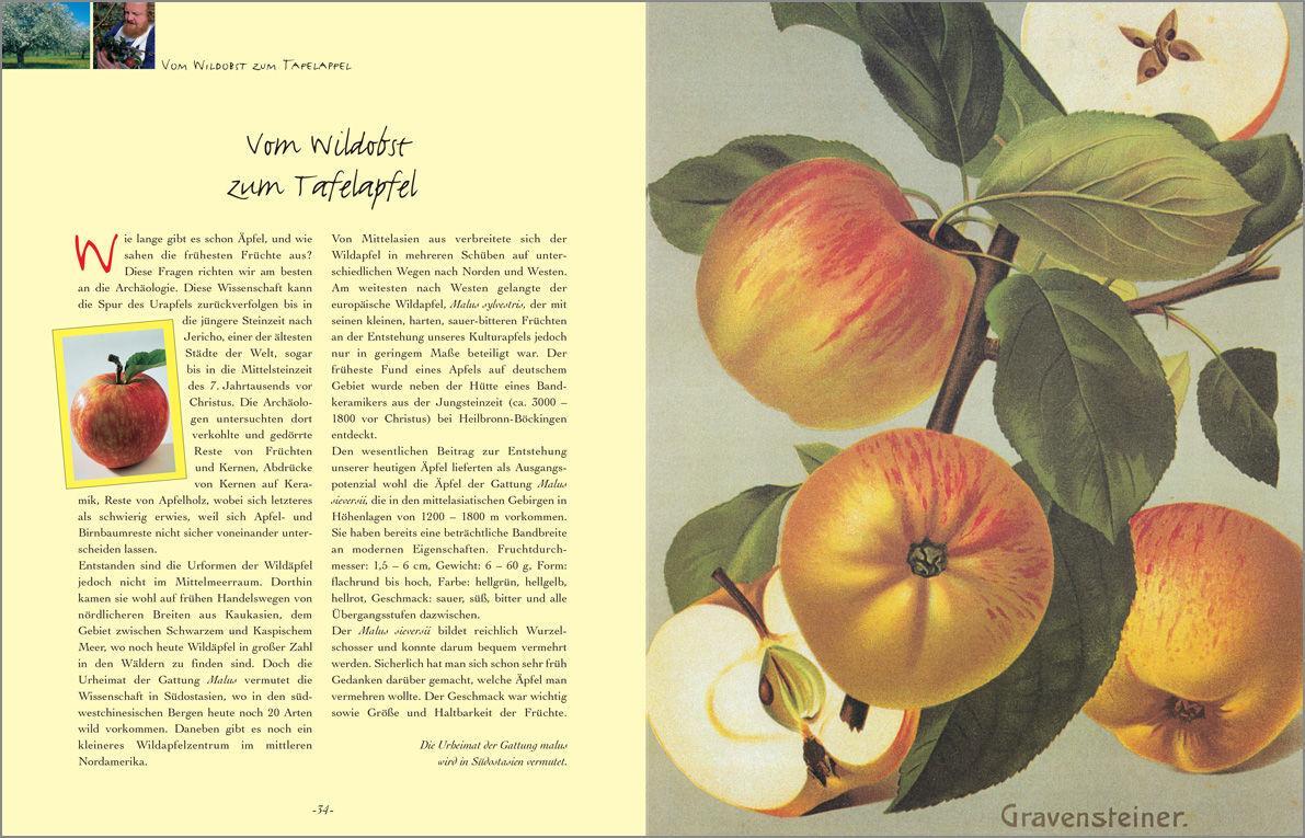 Bild: 9783809439653 | Alte Apfelsorten neu entdeckt - Eckart Brandts großes Apfelbuch | Buch