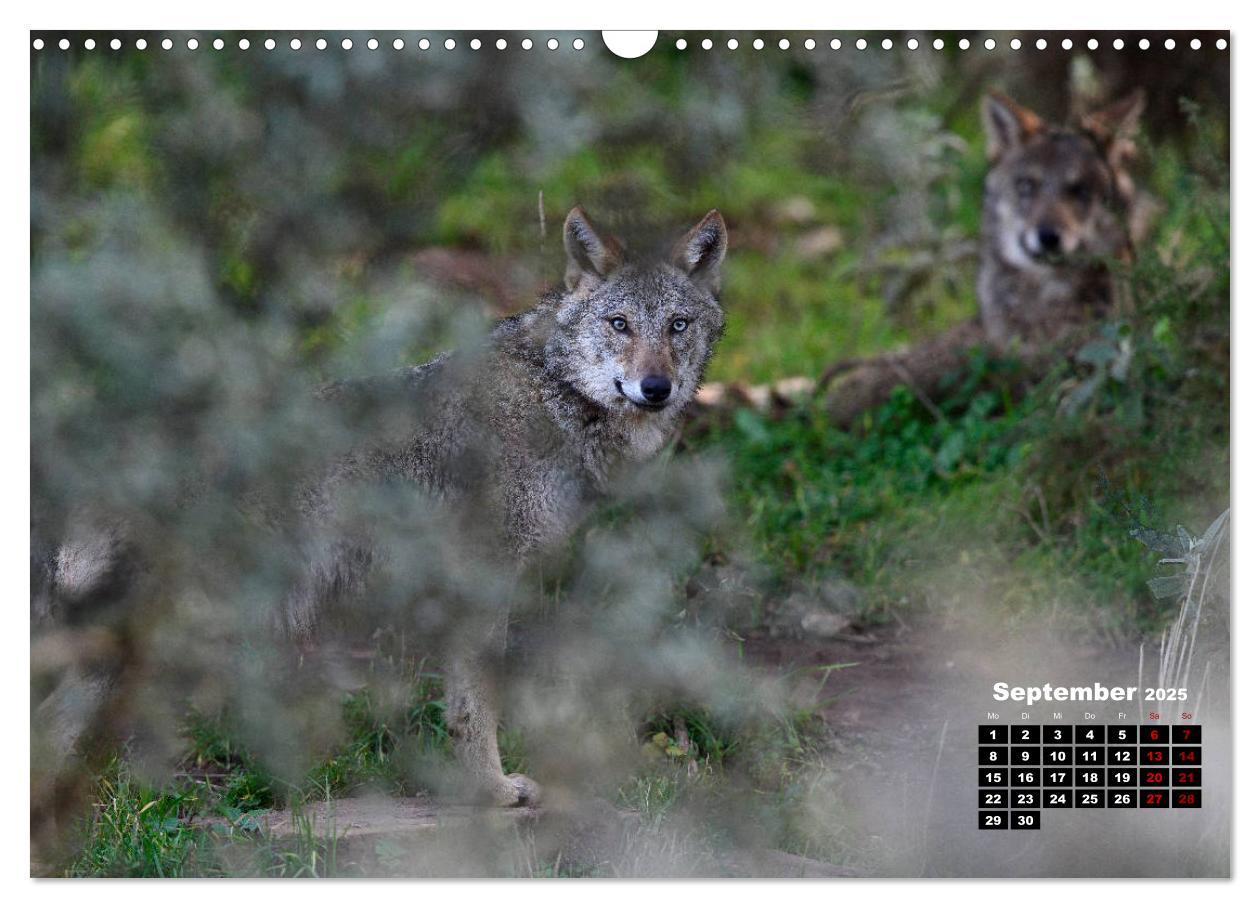 Bild: 9783435195701 | Willkommen Wolf (Wandkalender 2025 DIN A3 quer), CALVENDO...