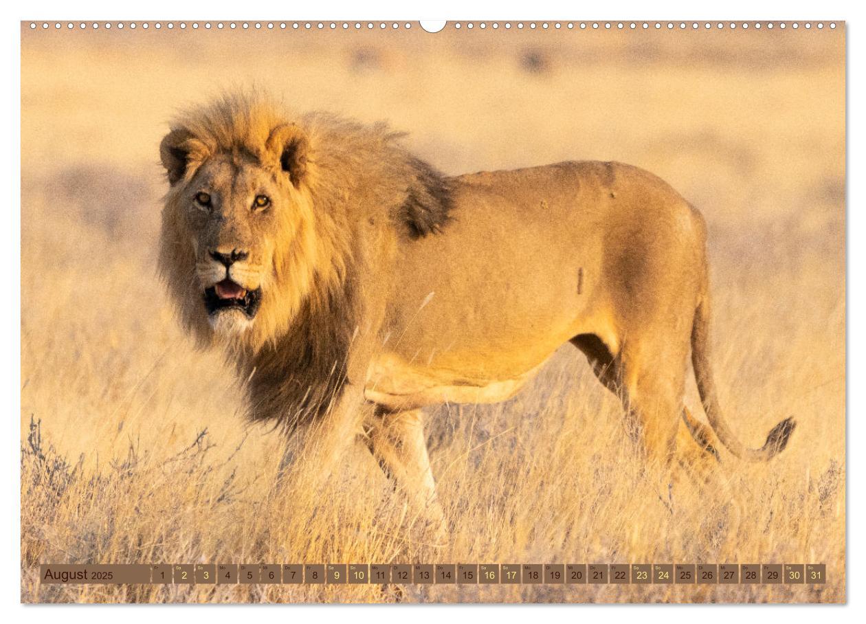 Bild: 9783383862526 | Wildlife Namibia - Etosha und Kalahari (Wandkalender 2025 DIN A2...