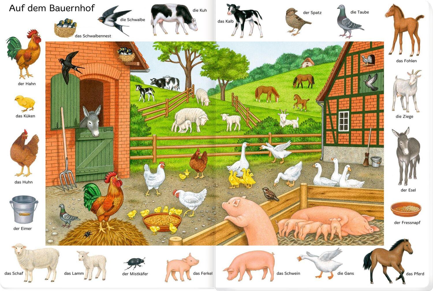 Bild: 9783649646464 | So viele Tiere | Buch | Deutsch | 2023 | Coppenrath F