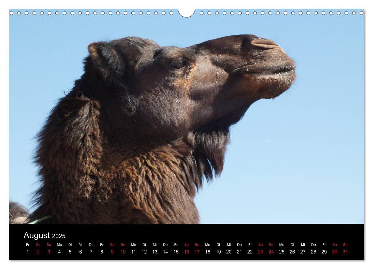 Bild: 9783435479597 | Sahara Wüstentrekking (Wandkalender 2025 DIN A3 quer), CALVENDO...