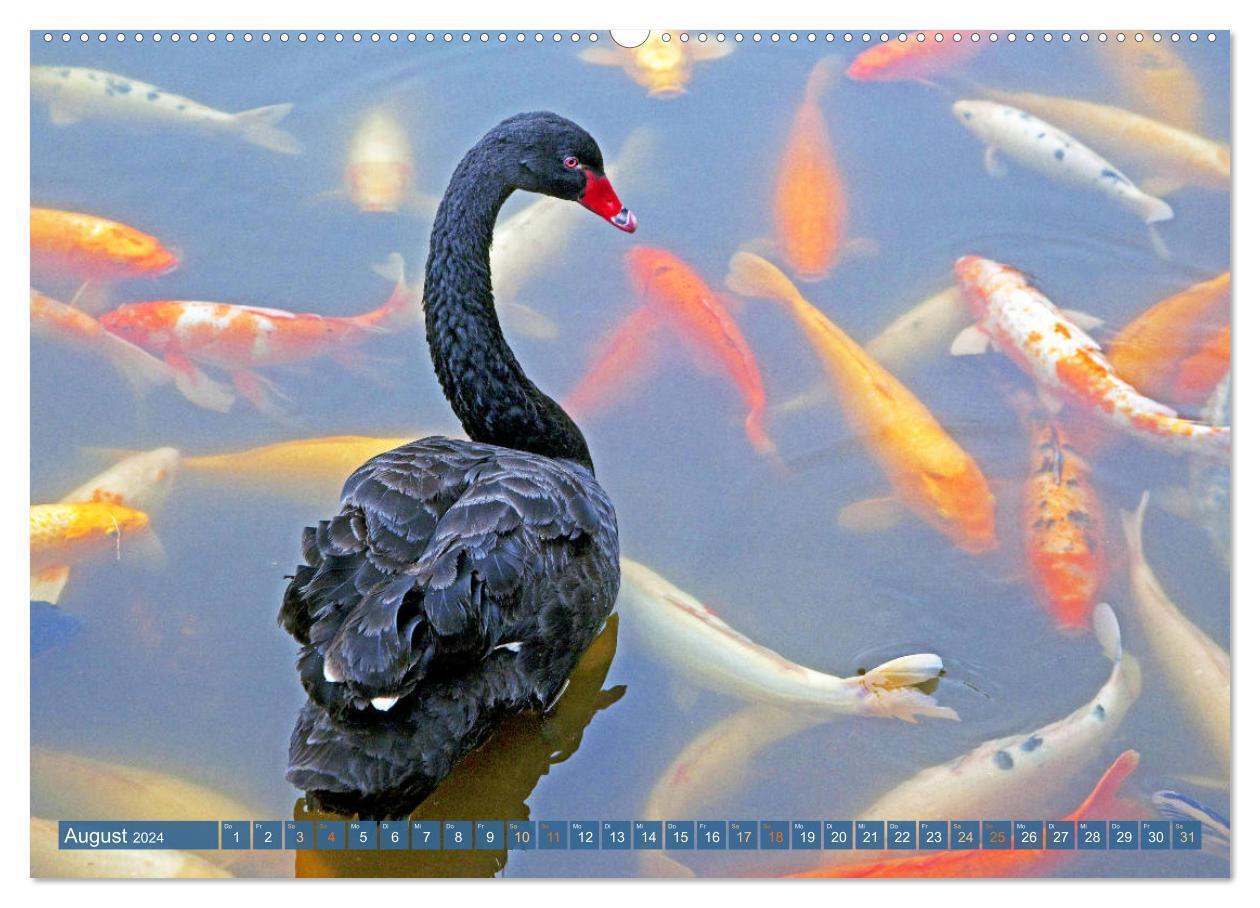 Bild: 9783675941120 | Koi: Juwelen im Teich (hochwertiger Premium Wandkalender 2024 DIN...