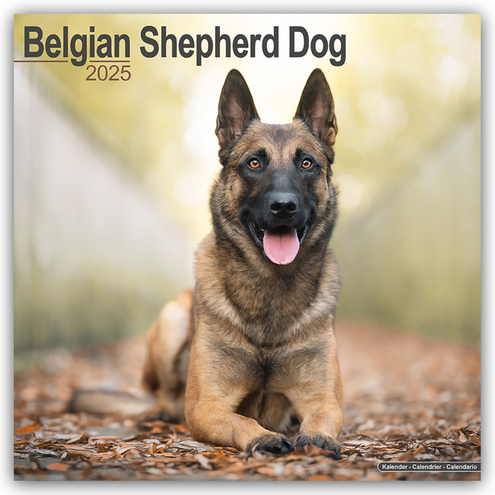 Cover: 9781804603130 | Belgian Shepherd Dog - Belgischer Schäferhund 2025 - 16-Monatskalender