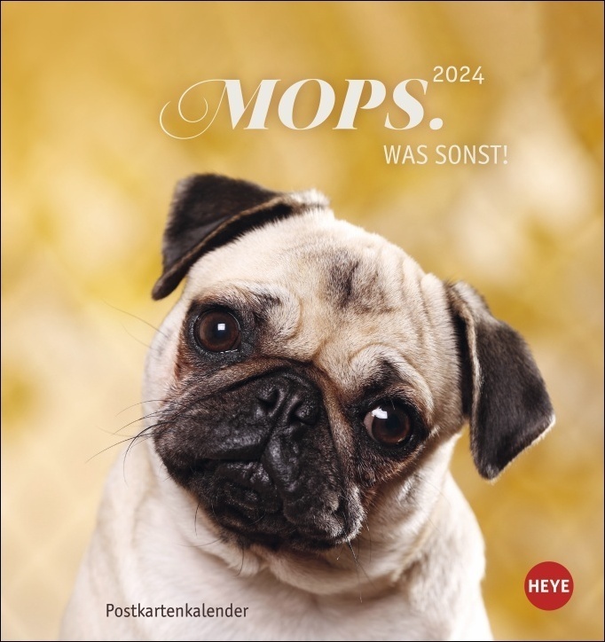Cover: 9783756401963 | Mops Postkartenkalender 2024. Die kleinen Hunde in einem...