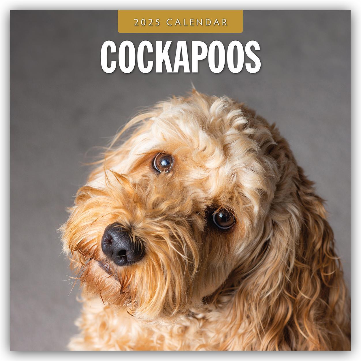 Cover: 9781804424490 | Cockapoos - Cockapoo 2025 - 16-Monatskalender | Robin Red | Kalender