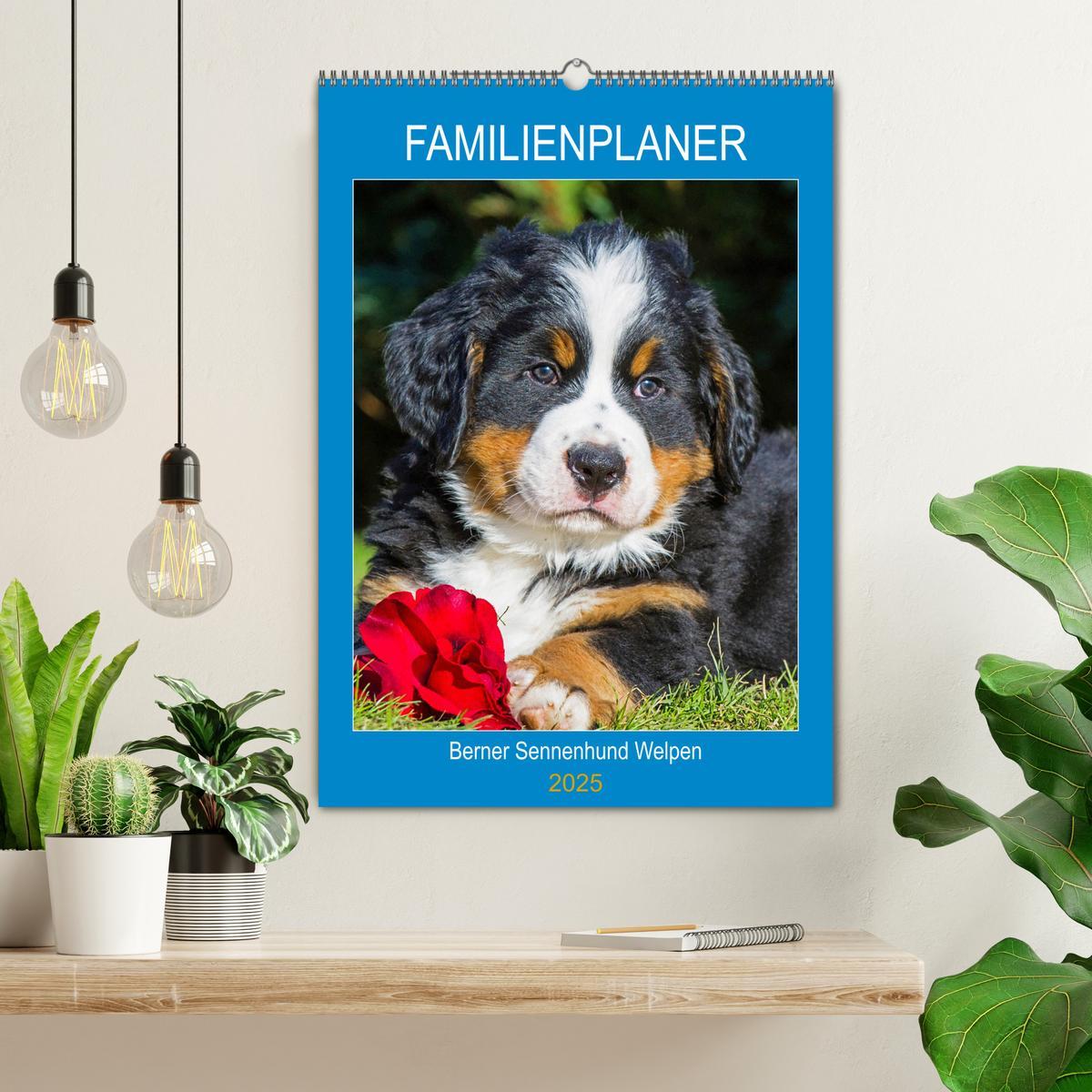 Bild: 9783435958672 | Familienplaner Berner Sennenhund Welpen (Wandkalender 2025 DIN A2...