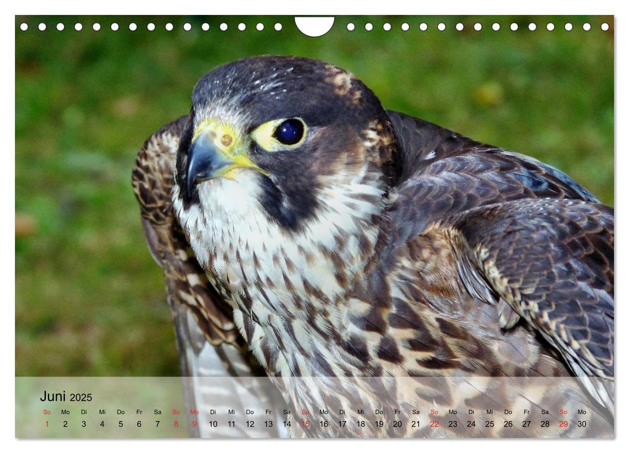 Bild: 9783435651450 | Falken und Greifvögel. Edle Jäger (Wandkalender 2025 DIN A4 quer),...