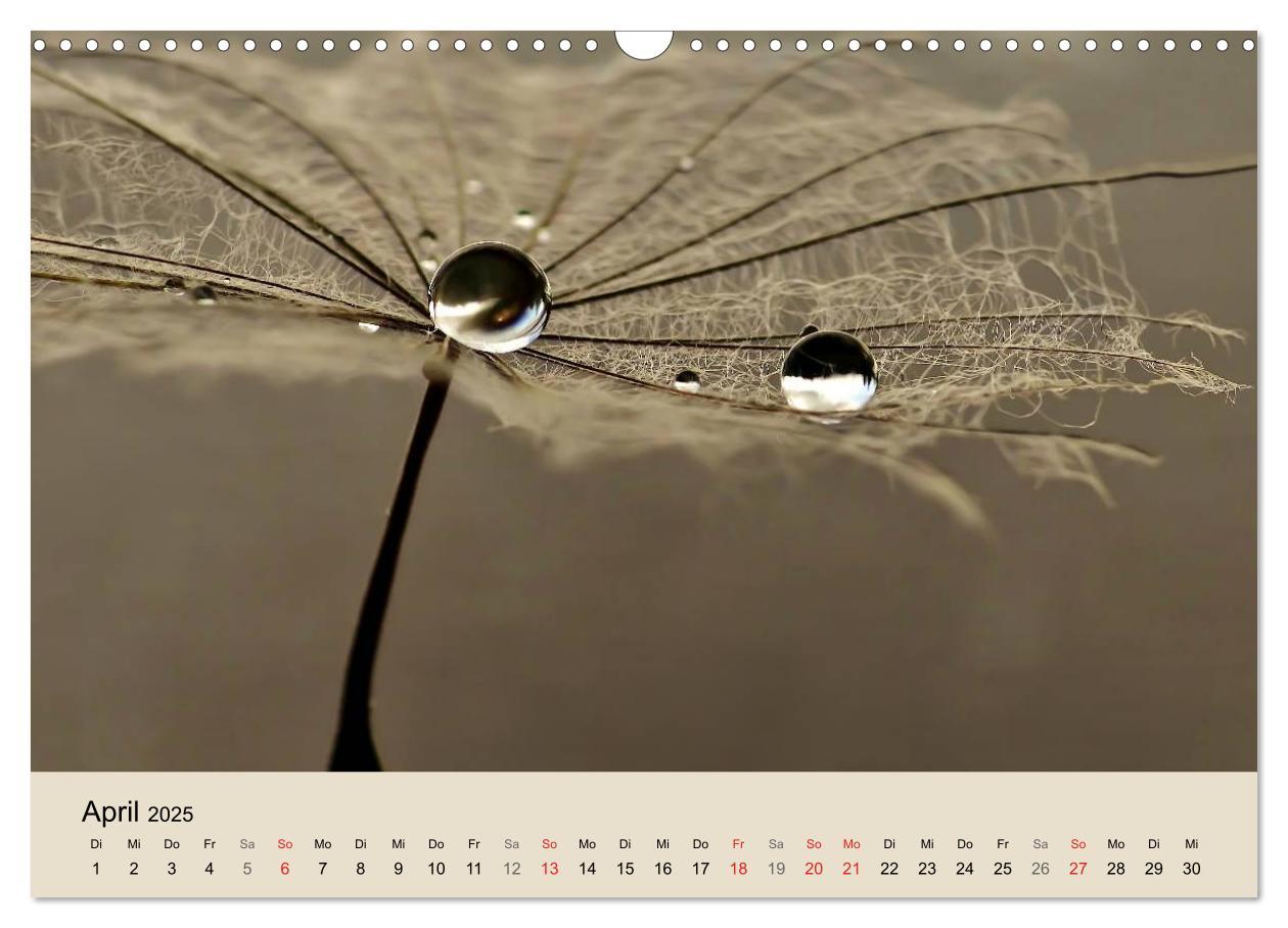 Bild: 9783435746620 | Naturjuwel Pusteblume (Wandkalender 2025 DIN A3 quer), CALVENDO...