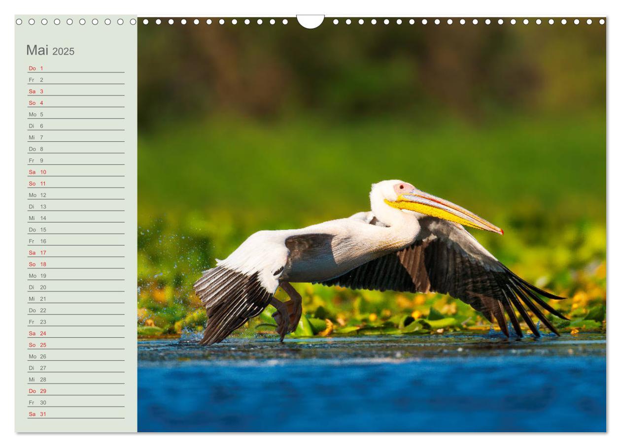 Bild: 9783435116911 | Donaudelta - Tierparadies am Schwarzen Meer (Wandkalender 2025 DIN...