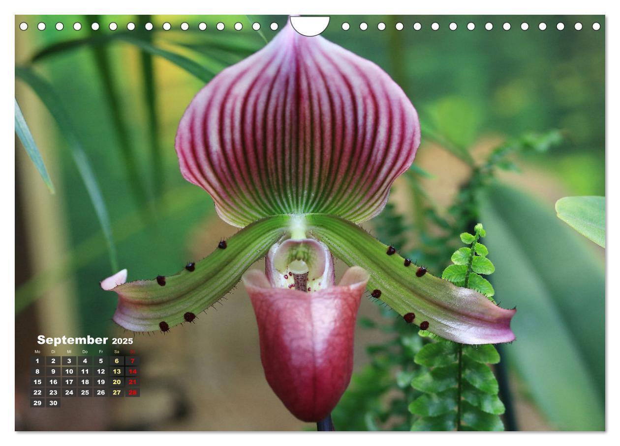 Bild: 9783383778551 | Prächtige Orchideen (Wandkalender 2025 DIN A4 quer), CALVENDO...