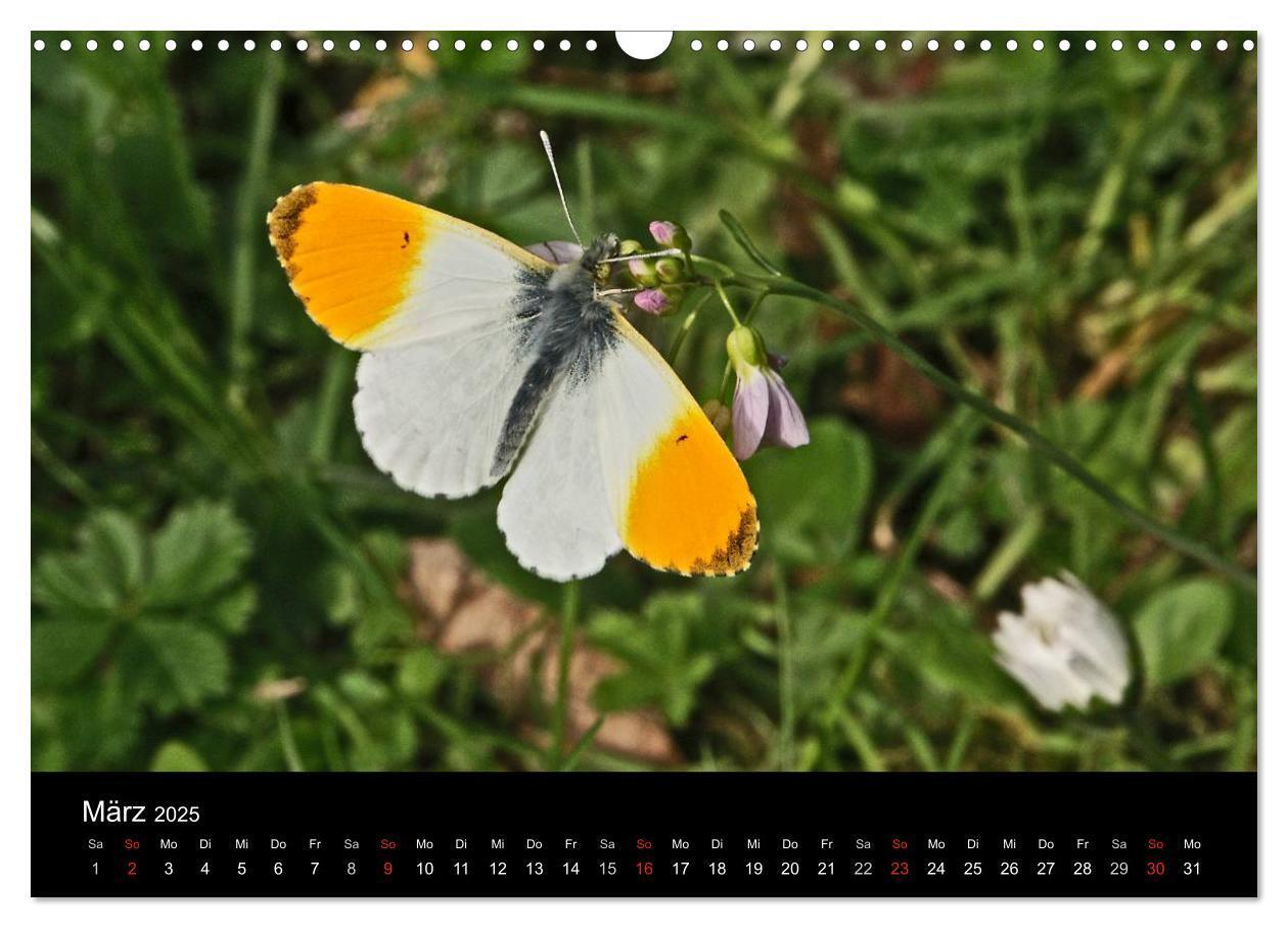 Bild: 9783435728855 | Heimische Schmetterlinge (Wandkalender 2025 DIN A3 quer), CALVENDO...