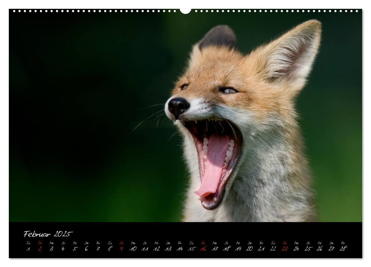 Bild: 9783435823307 | Rotfuchs - Impressionen (Wandkalender 2025 DIN A2 quer), CALVENDO...