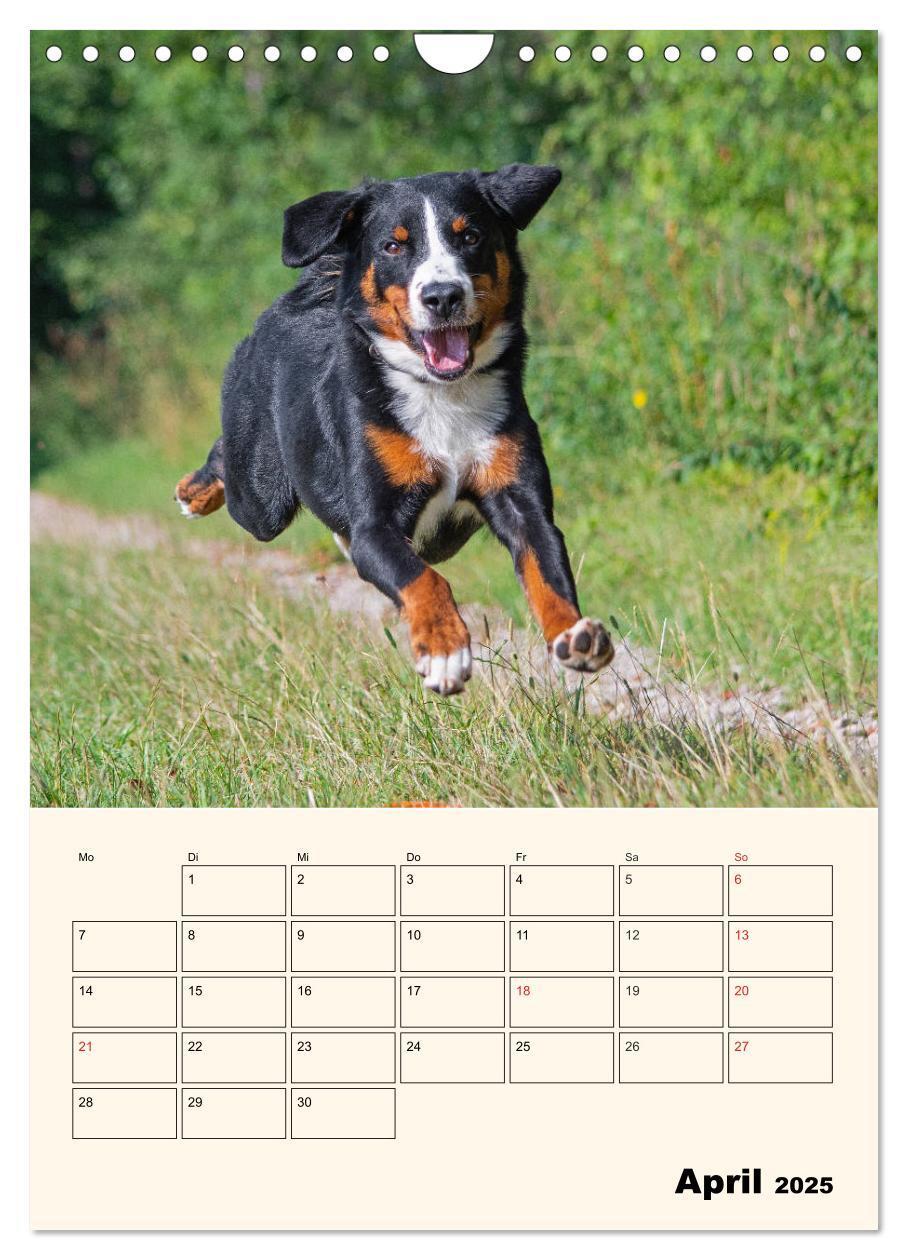 Bild: 9783435936939 | Appenzeller Sennenhund - Mit Plan durch das Jahr (Wandkalender 2025...