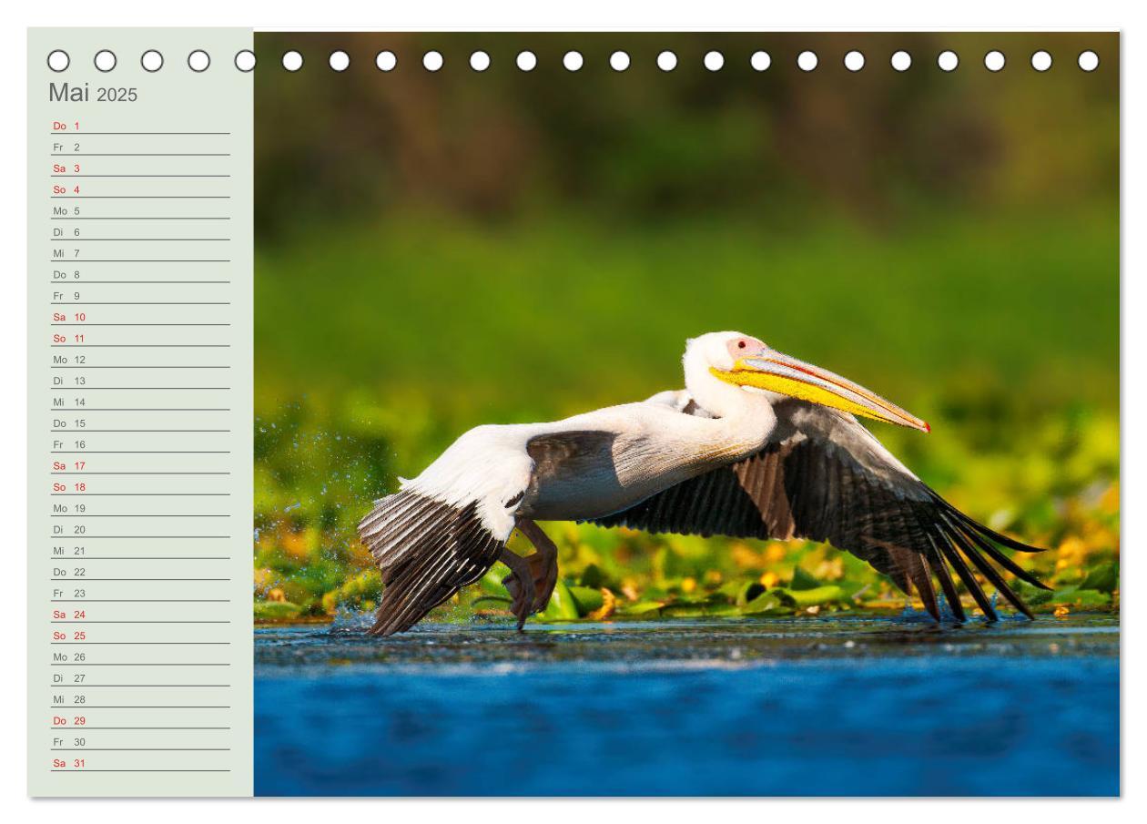 Bild: 9783435097760 | Donaudelta - Tierparadies am Schwarzen Meer (Tischkalender 2025 DIN...