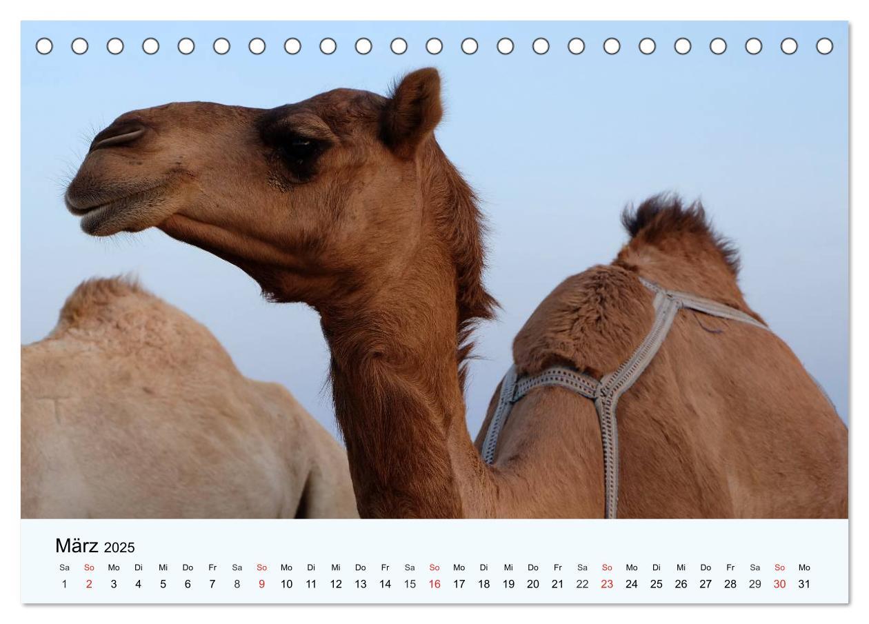 Bild: 9783435482511 | Die Kameliden. Hübsche Kamele, Lamas und Alpakas (Tischkalender...