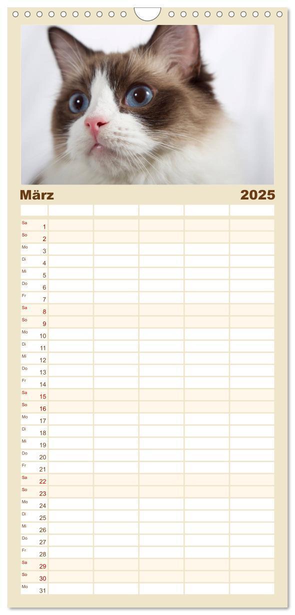 Bild: 9783457121771 | Familienplaner 2025 - Ragdolls mit 5 Spalten (Wandkalender, 21 x 45...