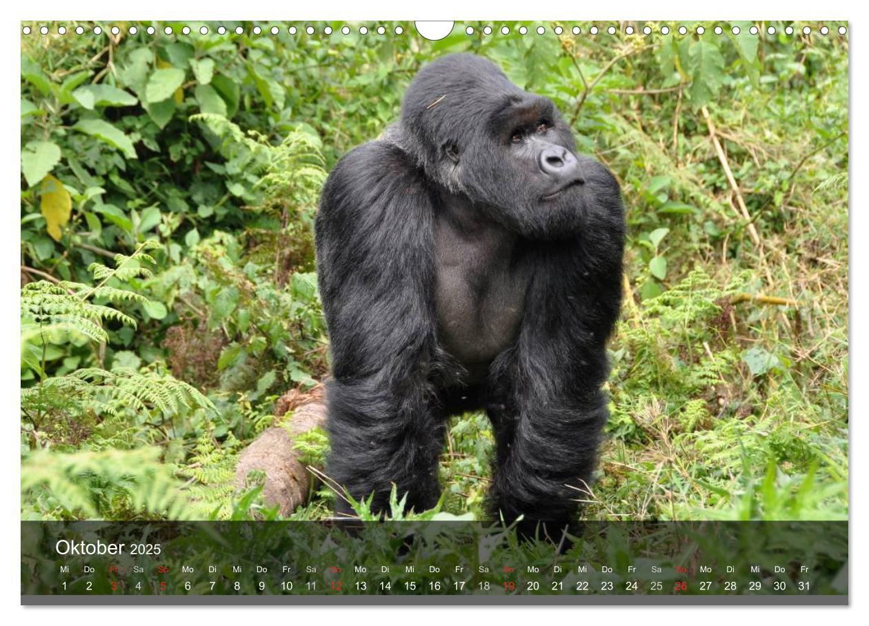 Bild: 9783435600984 | Gorillas. Friedliebende Kraftpakete (Wandkalender 2025 DIN A3...