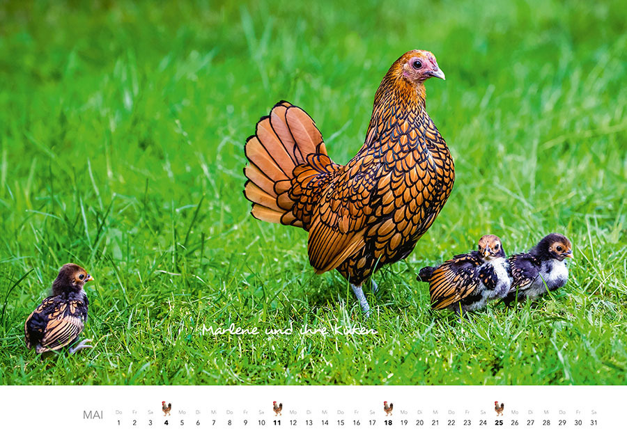 Bild: 9783966648202 | Hühner Kalender 2025 | Der Tierkalender mit den charmanten Namen