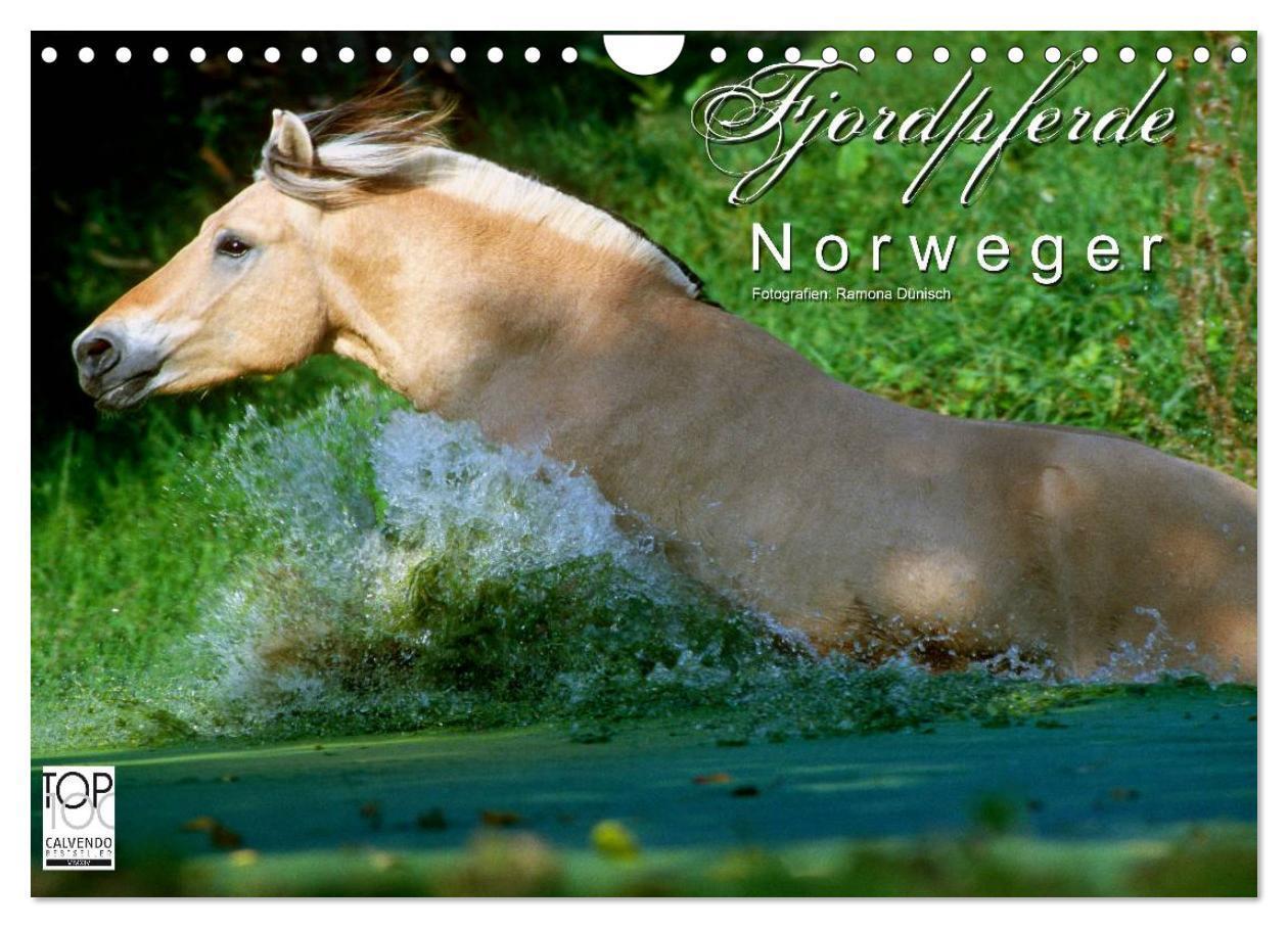 Cover: 9783675704701 | Fjordpferde - Norweger (Wandkalender 2024 DIN A4 quer), CALVENDO...