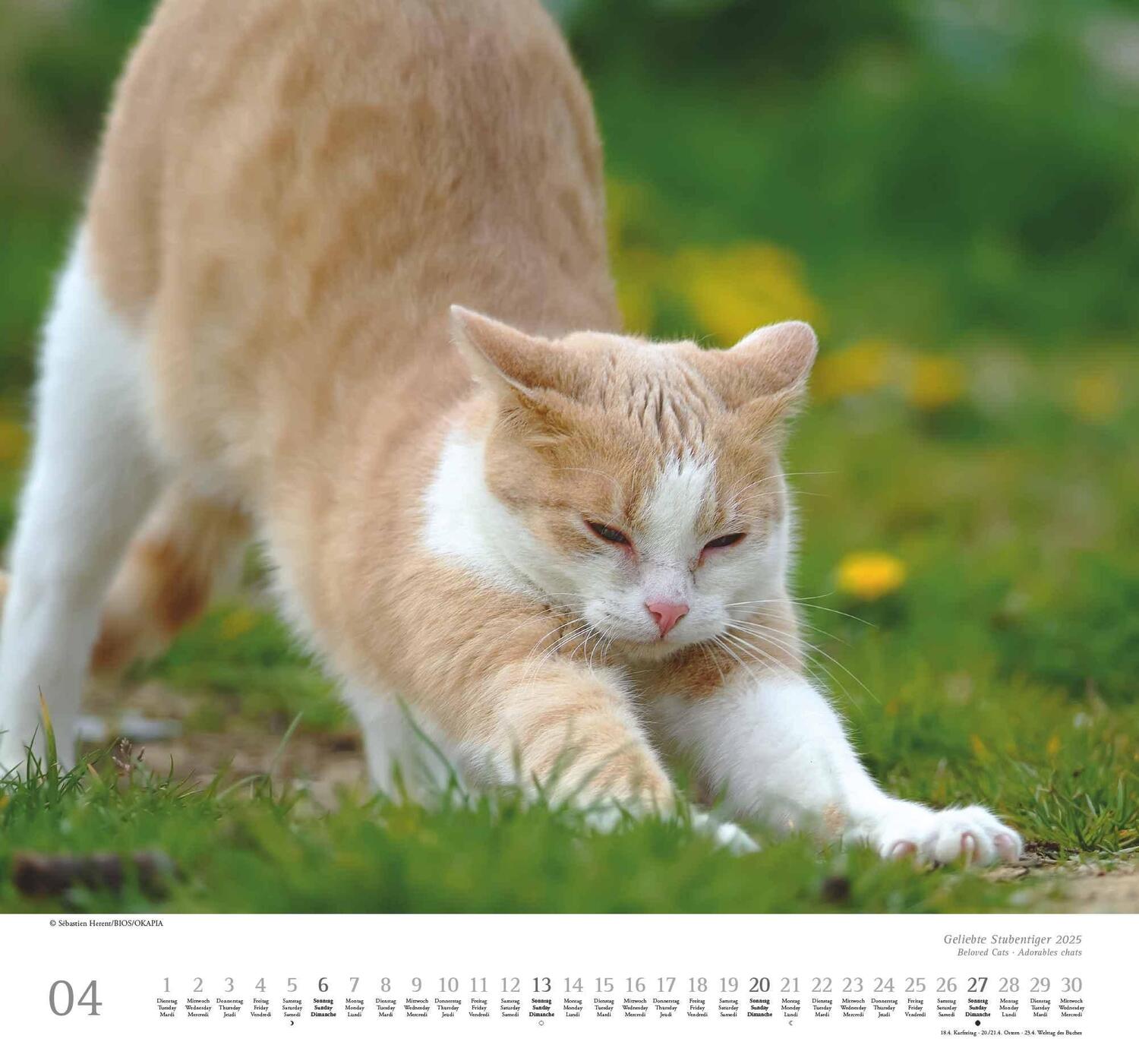 Bild: 4250809652498 | Geliebte Stubentiger 2025 - DUMONT Wandkalender - mit den...