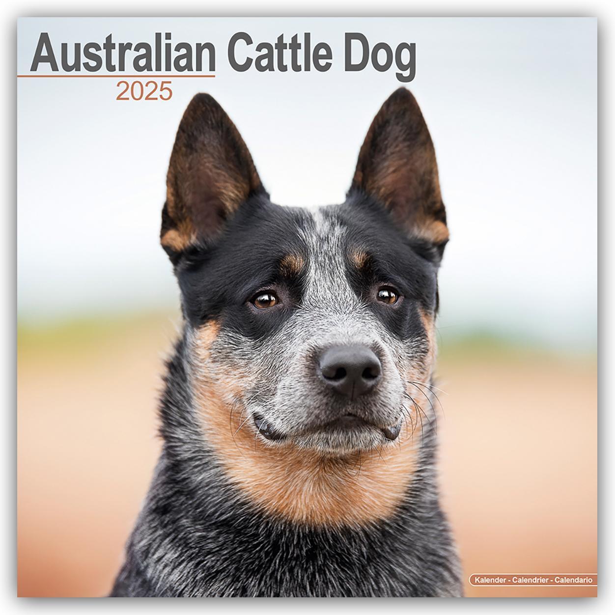 Cover: 9781804603079 | Australian Cattle Dog - Australische Cattle Dogs 2025 -...