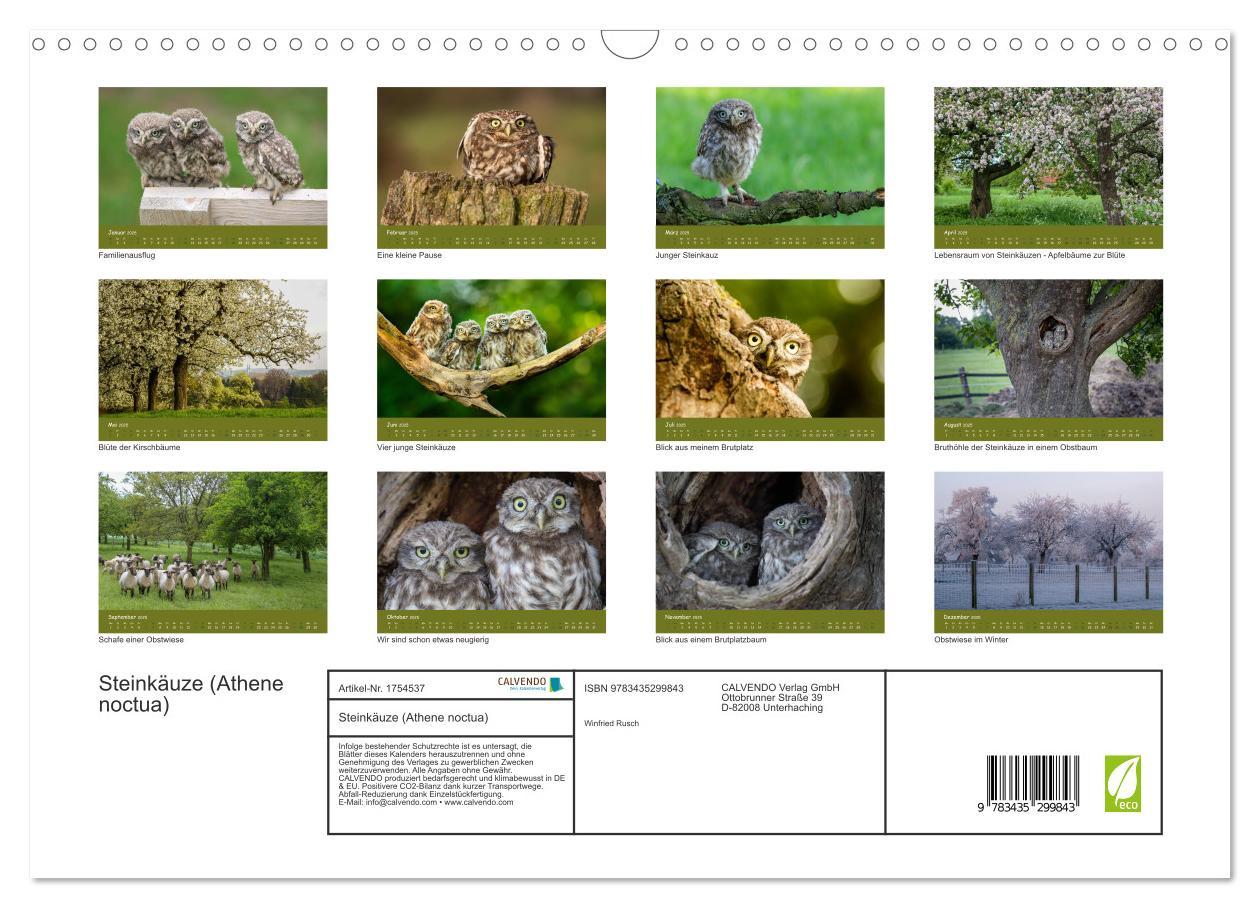 Bild: 9783435299843 | Steinkäuze (Athene noctua) (Wandkalender 2025 DIN A3 quer),...