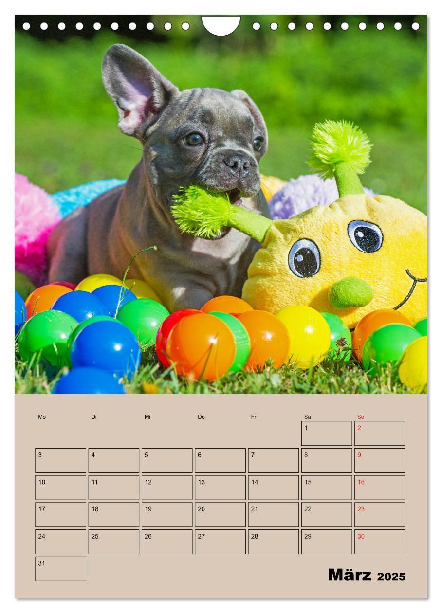 Bild: 9783435959662 | Jahresplaner Französische Bulldogge (Wandkalender 2025 DIN A4...