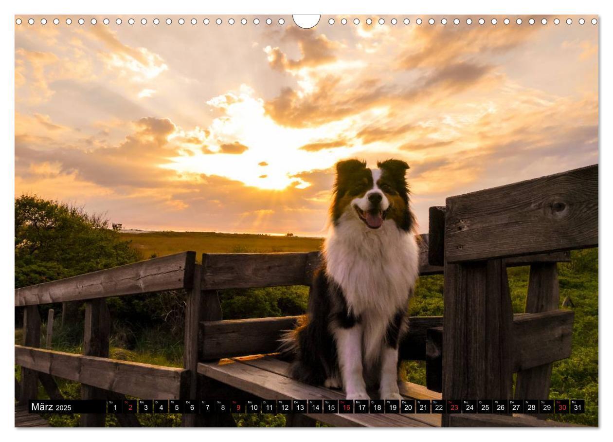 Bild: 9783435553129 | Australian Shepherd - Lebensfreude auf vier Pfoten (Wandkalender...