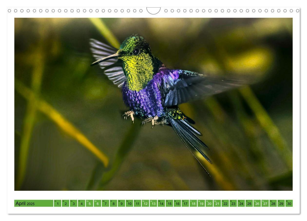 Bild: 9783435428335 | Kolibris; Anmut, Schönheit, Farben (Wandkalender 2025 DIN A3 quer),...