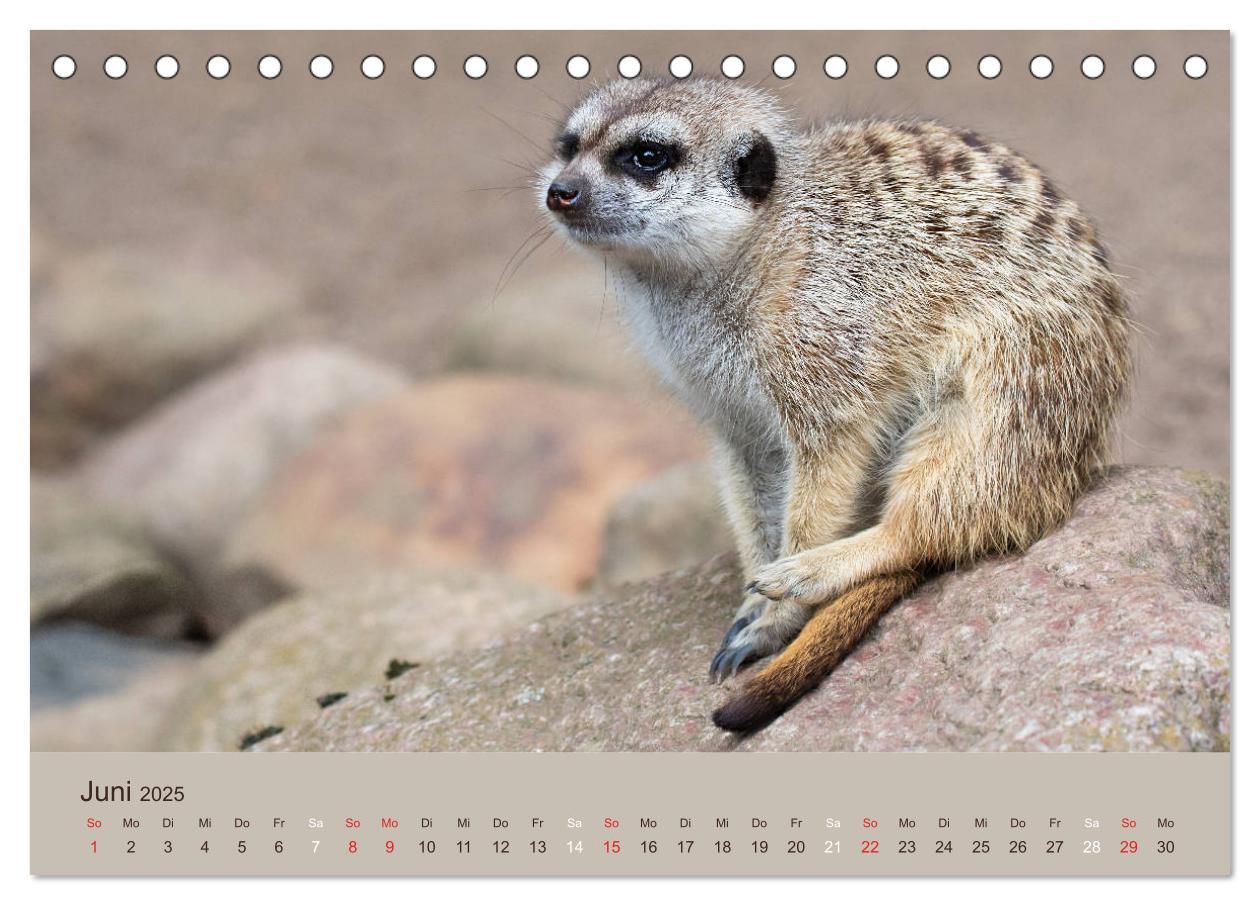 Bild: 9783435210206 | Quirlige Erdmännchen (Tischkalender 2025 DIN A5 quer), CALVENDO...