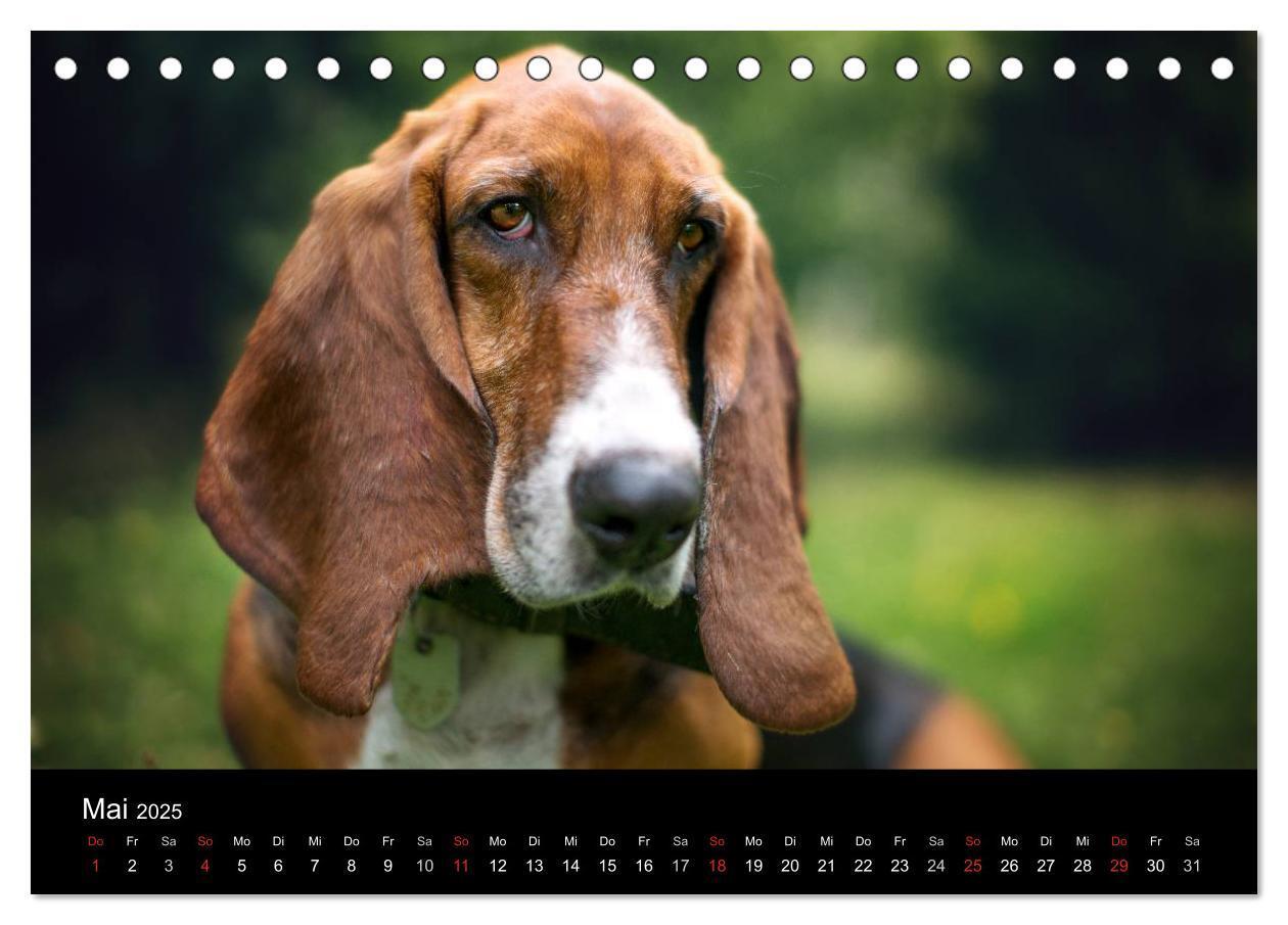 Bild: 9783457183113 | Der Basset, eine LANGE und besondere Liebe (Tischkalender 2025 DIN...