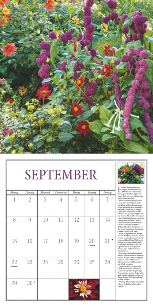 Bild: 4250809652825 | DUMONT - Freude im Garten 2025 Broschürenkalender 2025, 30x30cm,...