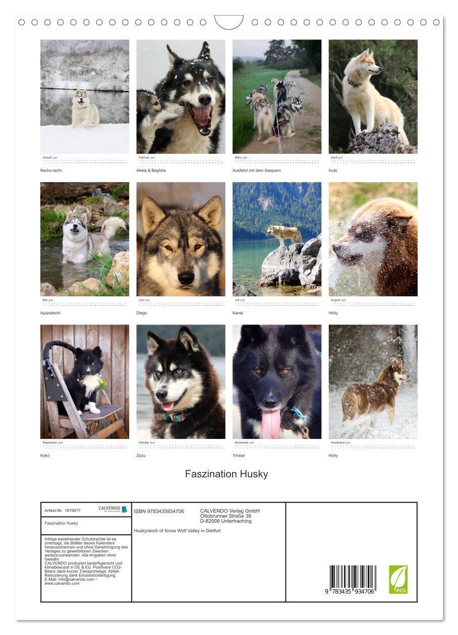 Bild: 9783435934706 | Faszination Husky (Wandkalender 2025 DIN A3 hoch), CALVENDO...