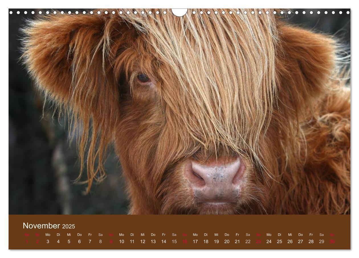 Bild: 9783435642625 | Schottische Hochlandrinder - Highland Cattle (Wandkalender 2025 DIN...