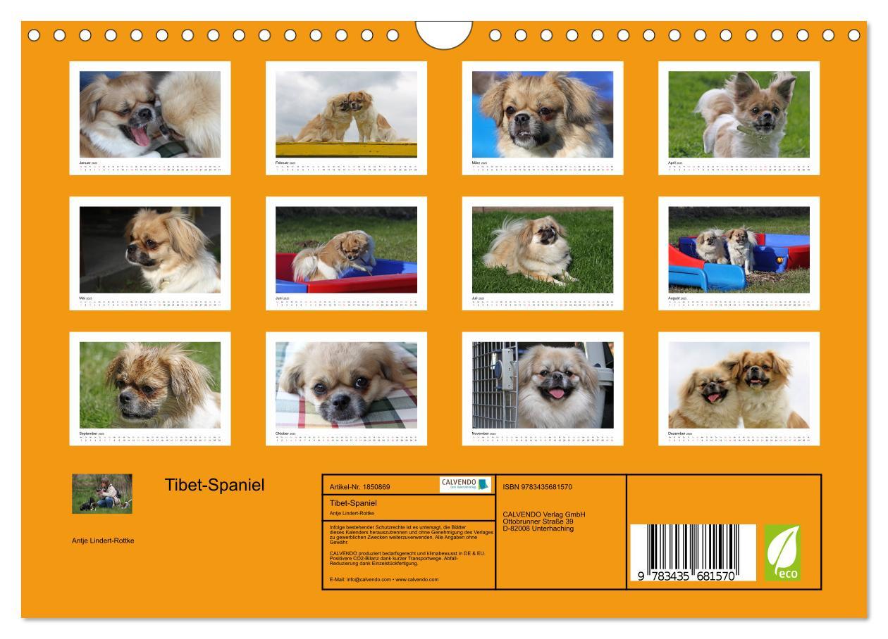 Bild: 9783435681570 | Tibet-Spaniel (Wandkalender 2025 DIN A4 quer), CALVENDO Monatskalender