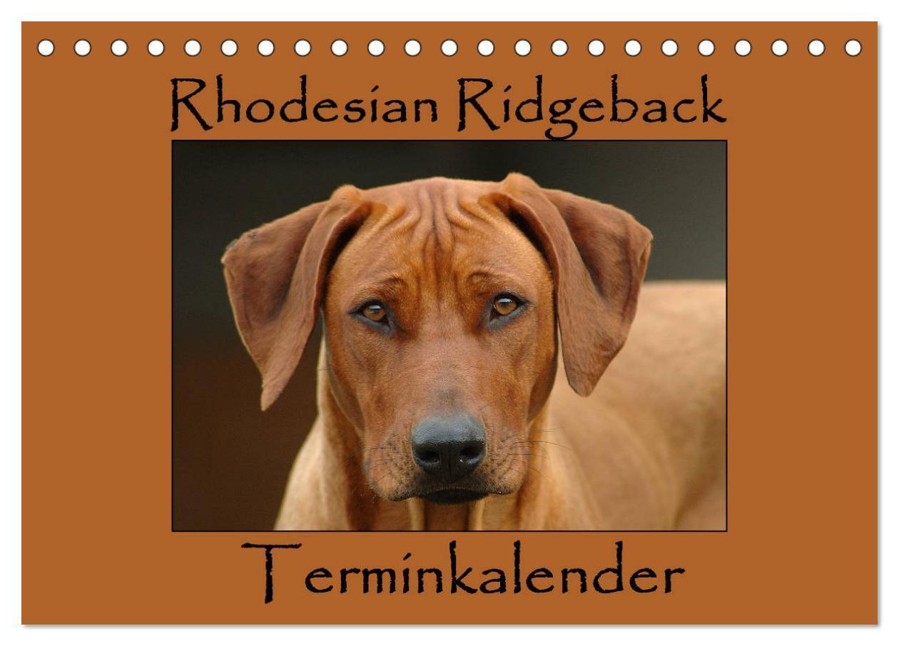 Cover: 9783383239144 | Rhodesian Ridgeback Terminkalender (Tischkalender 2024 DIN A5...