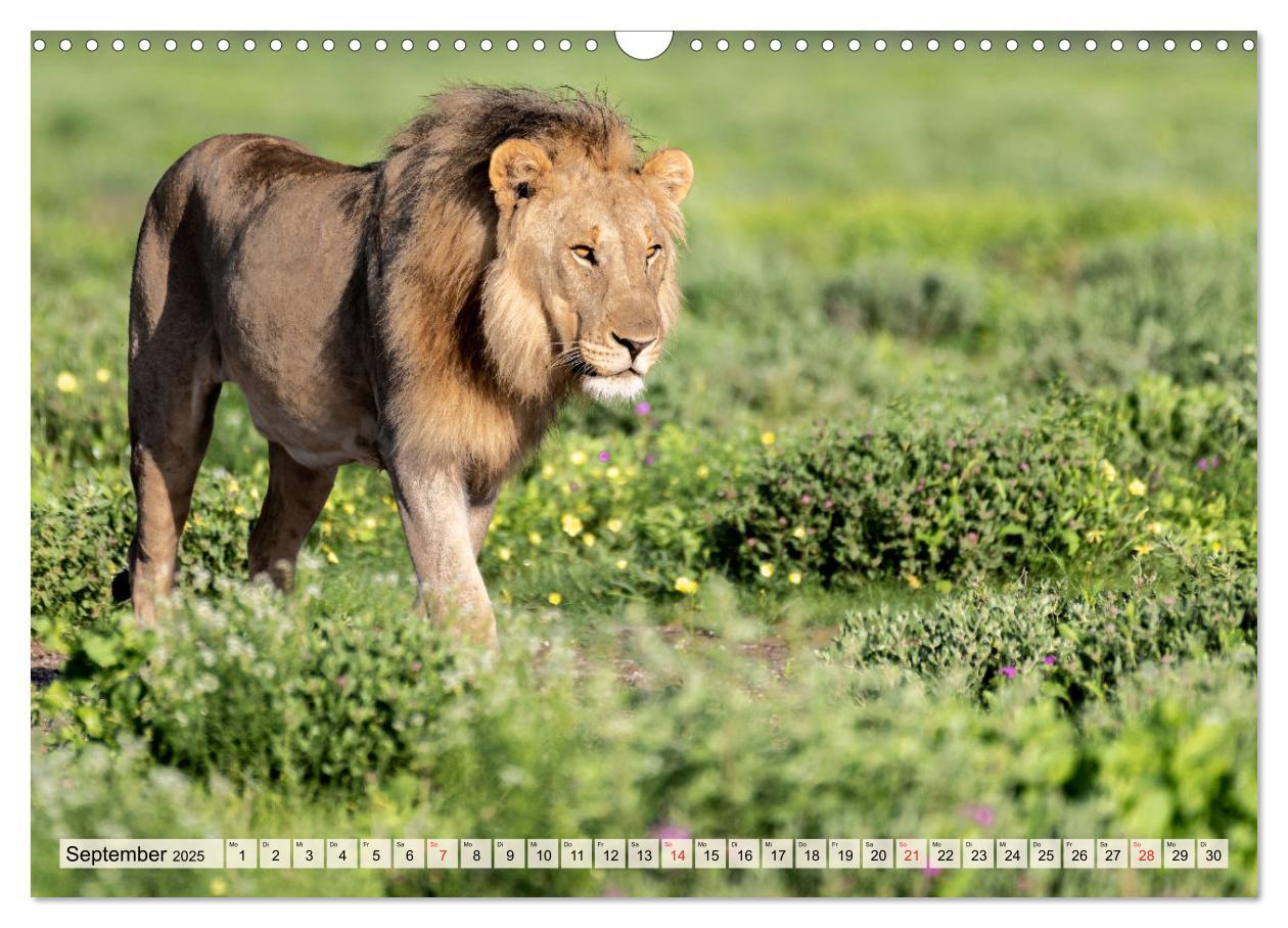 Bild: 9783435471836 | Magisches Namibia - Tiere und Landschaften (Wandkalender 2025 DIN...