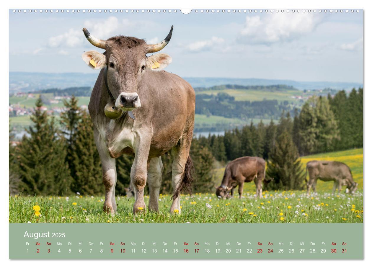 Bild: 9783383832048 | Allgäuer Rindvieh 2025 (hochwertiger Premium Wandkalender 2025 DIN...