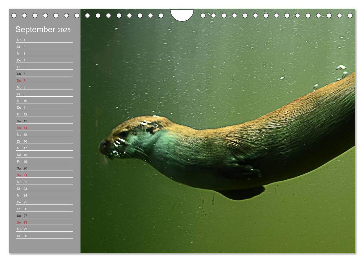 Bild: 9783435549931 | Otter. Frech, laut und clever (Wandkalender 2025 DIN A4 quer),...