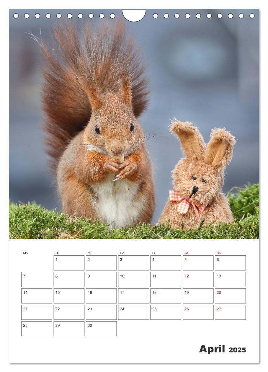 Bild: 9783435956517 | Eichhörnchen Luna (Wandkalender 2025 DIN A4 hoch), CALVENDO...