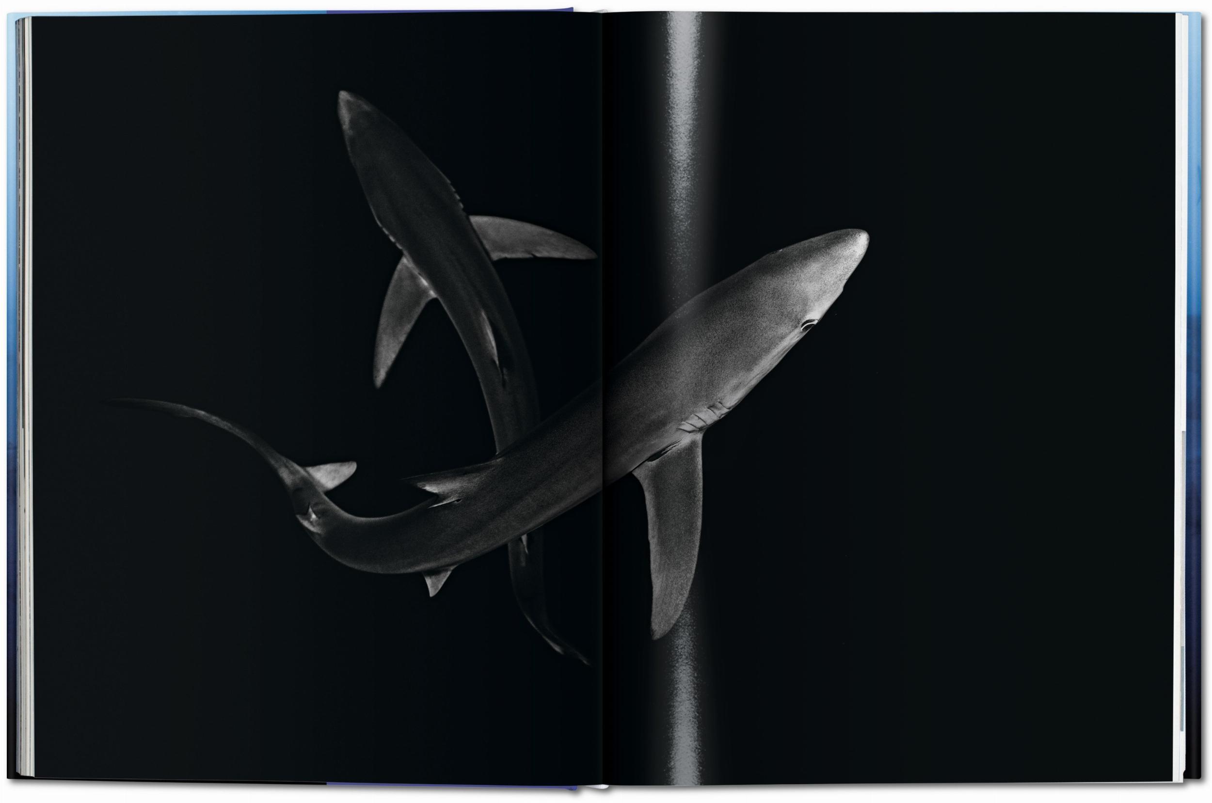 Bild: 9783836553599 | Michael Muller. Sharks | Philippe Cousteau (u. a.) | Buch | 334 S.