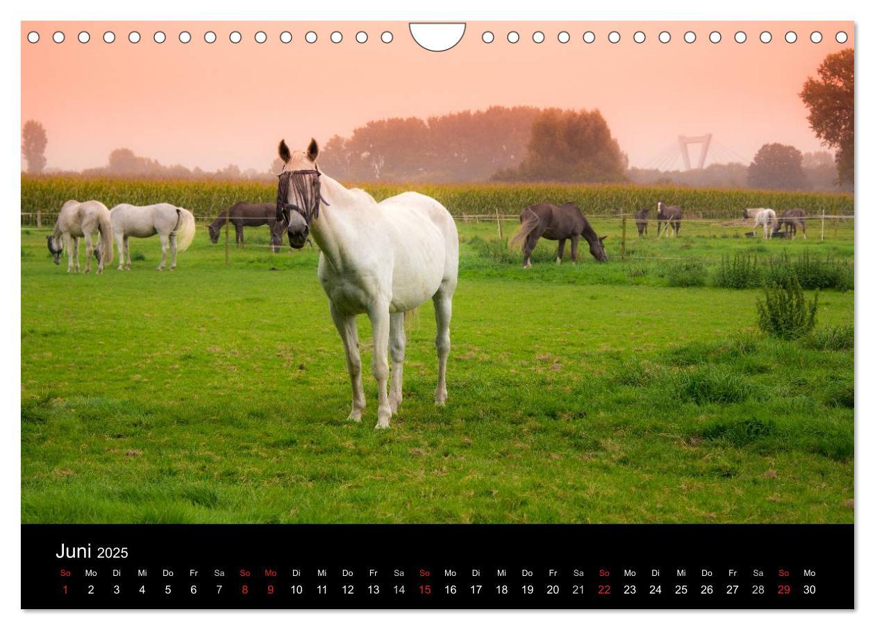 Bild: 9783435665778 | Meerbusch. Meerer Busch (Wandkalender 2025 DIN A4 quer), CALVENDO...