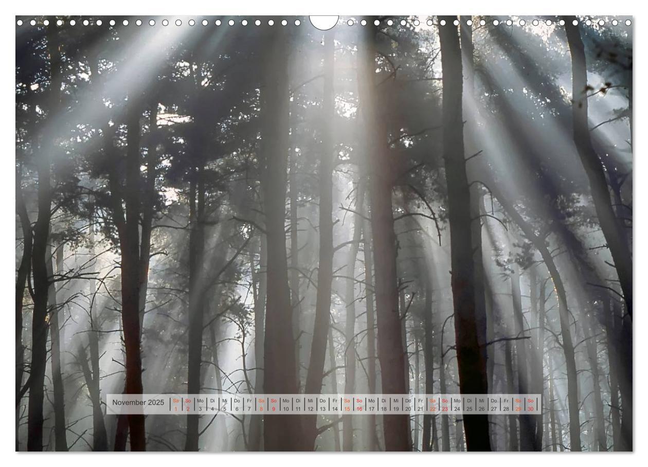 Bild: 9783435460014 | Wald im Bergischen Land 2025 (Wandkalender 2025 DIN A3 quer),...